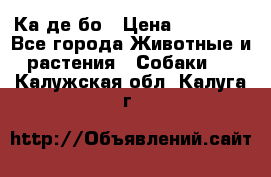 Ка де бо › Цена ­ 25 000 - Все города Животные и растения » Собаки   . Калужская обл.,Калуга г.